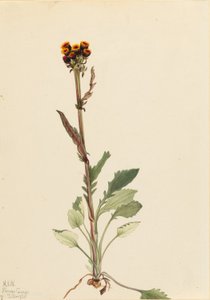 Senecio pauciflorus (Senecio pauciflorus) od Mary Vaux Walcott