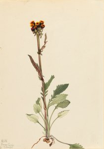 Svízel bezpaprskový Senecio pauciflorus, 1921. od Mary Vaux Walcott