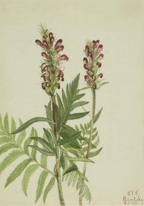 Červená přilba (Pedicularis bracteosa) od Mary Vaux Walcott