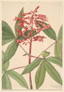Buckeye červený (Aesculus pavia) od Mary Vaux Walcott