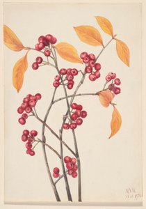 Červená aronie (Aronia arbutifolia) od Mary Vaux Walcott