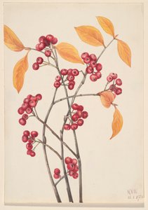 Aronie červená Aronia arbutifolia, 1920. od Mary Vaux Walcott
