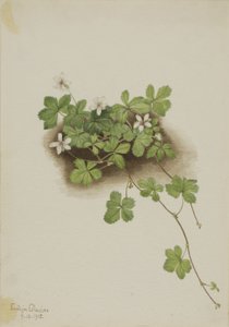 Ostružiník červený (Rubus pedatus) od Mary Vaux Walcott