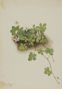 Dewberry Rubus pedatus, 1918. od Mary Vaux Walcott