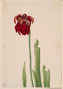 Červená džbánkovitá rostlina (Sarracenia jonesii) od Mary Vaux Walcott