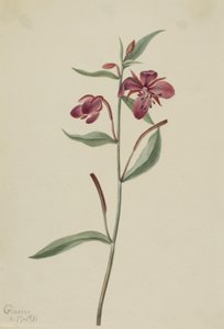 Vrbovka širolistá (Epilobium latifolium) od Mary Vaux Walcott