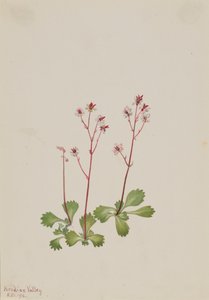 Saxifraga Redstem Saxifraga lyallii, 1916. od Mary Vaux Walcott