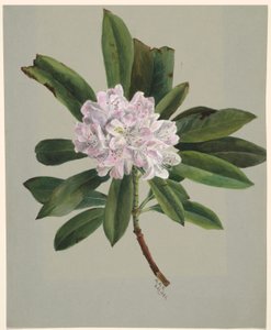 Rododendron (Rhododendron maximum) od Mary Vaux Walcott