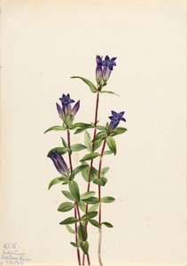 Břeh řeky Gentian Gentiana affinis, 1924 od Mary Vaux Walcott