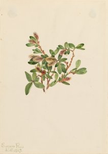 Vrba skalní (Salix petrophila) od Mary Vaux Walcott