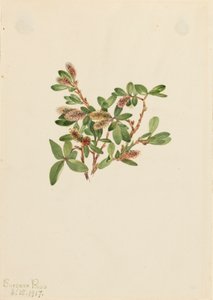 Rock Willow Salix petrophila, 1917. od Mary Vaux Walcott