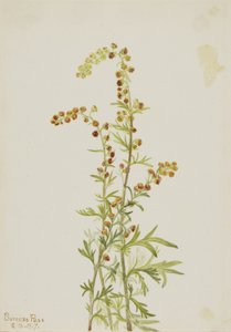 Pelyněk černobýl (Artemisia discolor) od Mary Vaux Walcott