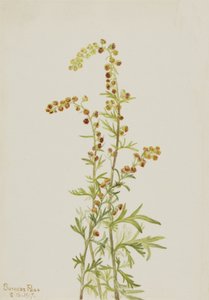Rock Wormwood Artemisia discolor, 1917.