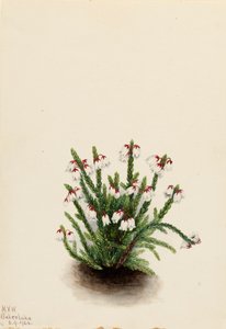 Rocky Mountain Cassiope Cassiope mertensiana, 1924. od Mary Vaux Walcott
