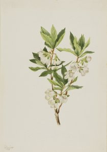 Rododendron skalní (Rhododendron albiflorum) od Mary Vaux Walcott