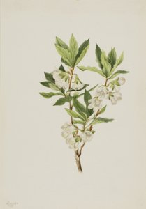 Rhododendron Rocky Mountain Rhododendron albiflorum, 1901. od Mary Vaux Walcott