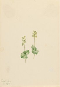 Skalní hora Twayblade (Ophrys necrophylla) od Mary Vaux Walcott