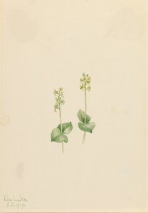 Rocky Mountain Twayblade Ophrys necrophylla, 1919. od Mary Vaux Walcott