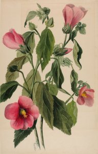 Hořec šikmý (Sabbatia angularis) od Mary Vaux Walcott