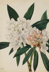 Rododendron růžový (Rhododendron maximum) od Mary Vaux Walcott