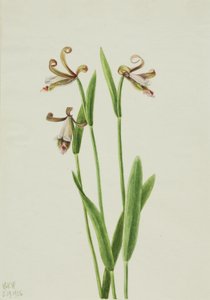 Růžová orchidej (Pogonia divaricata) od Mary Vaux Walcott