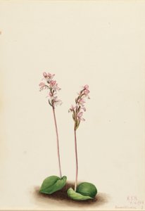 Vstavač okrouhlolistý (Orchis rotundifolia) od Mary Vaux Walcott