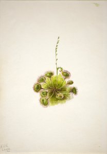 Rosnatka okrouhlolistá (Drosera rotundifolia) od Mary Vaux Walcott