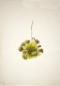 Rosnatka okrouhlolistá Drosera rotundifolia, 1933. od Mary Vaux Walcott