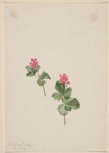 Rubus articus od Mary Vaux Walcott