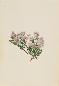 Myrta písečná (Leiophyllum lyoni) od Mary Vaux Walcott