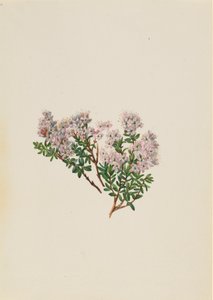Myrta písečná Leiophyllum lyoni, ca. 30. léta 20. století. od Mary Vaux Walcott