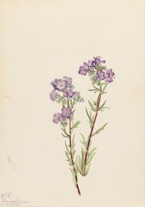 Sand Phacelia Phacelia linearis, 1923. od Mary Vaux Walcott