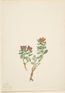 Sanifoiga adscendeus od Mary Vaux Walcott