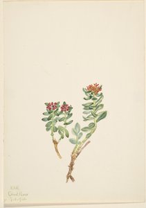 Sanifoiga ascendedus, 1920 od Mary Vaux Walcott