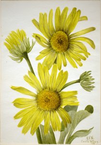 Satinleaf Goldenhead (Enceliopsis covillei) od Mary Vaux Walcott