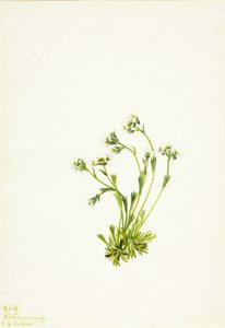 Lomikámen (Saxifraga caespitosa) od Mary Vaux Walcott