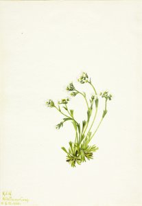 Saxifrage Saxifraga caespitosa, 1924 od Mary Vaux Walcott