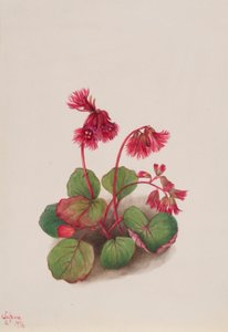 Schizocodon soldanelloides od Mary Vaux Walcott