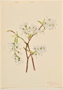 Shadbush (Amelianchier oblongifolia) od Mary Vaux Walcott
