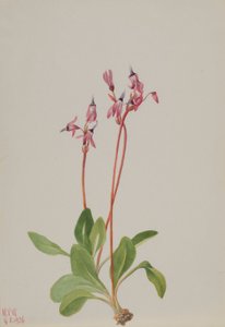 Shooting Star (Dodecatheon hendersonii) od Mary Vaux Walcott