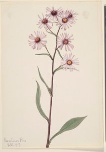 Hvězdnice nápadná (Aster conspicuus) od Mary Vaux Walcott