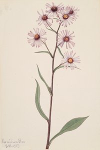 Nápadná hvězdnice nápadná, 1917 od Mary Vaux Walcott