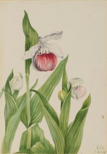 Střevíčník pantoflíček (Cypripedium reginae) od Mary Vaux Walcott