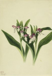 Vstavač oslnivý (Orchis spectabilis) od Mary Vaux Walcott