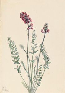 Showy Oxytrope Oxytropis splendens, 1922.