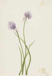 Cibule sibiřská (Allium sibericum) od Mary Vaux Walcott