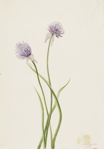 Cibule sibiřská Allium sibericum, 1903. od Mary Vaux Walcott