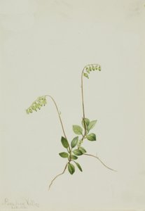Sidebells Pyrola Pyrola secunda, 1916. od Mary Vaux Walcott