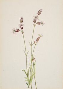 Silene multicaulis, ca. 1900-1920. od Mary Vaux Walcott