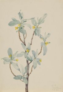 Stříbrník obecný (Elaeagnus commutata)